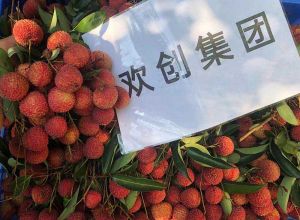夏日好“枝”味，买角球集团官网买角球集团官网买角球集团官网买角球集团官网首页-买角球(中国)-买角球(中国)
集团发福“荔”啦